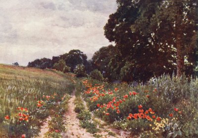 Vlčí máky (barevná litografie) od Harold Sutton Palmer
