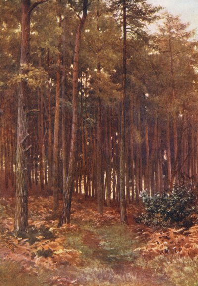 Hlubiny jedlového lesa, Ripley (barevná litografie) od Harold Sutton Palmer
