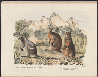 Savci Austrálie (Krefft) Nla.obj-33627803-13 Klokan černopruhý a klokan obecný od Harriet Morgan