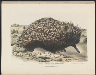 Savci Austrálie (Krefft) Nla.obj-33627803-15 Australský ježek od Harriet Morgan