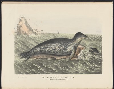 Savci Austrálie (Krefft) Nla.obj-33627803-5 The Sea Leopard od Harriet Morgan