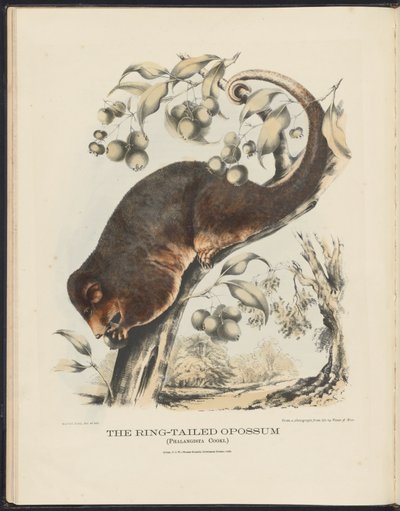 Savci Austrálie (Krefft) Nla.obj-33627803-8 vačice prstenovité od Harriet Morgan