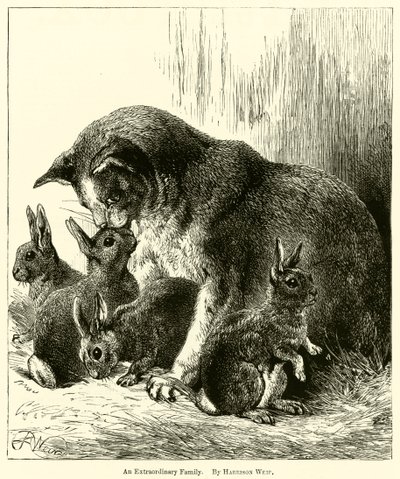 Výjimečná rodina od Harrison William Weir