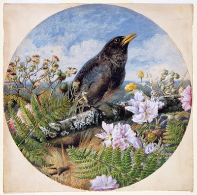 Blackbird, 1864 (wc, kvaš, arabská guma na papíře) od Harrison William Weir