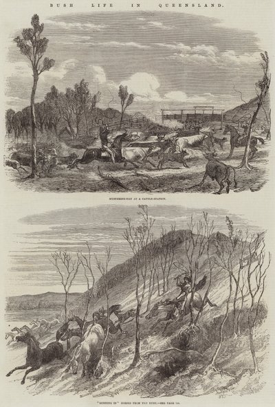 Život v buši v Queenslandu od Harrison William Weir