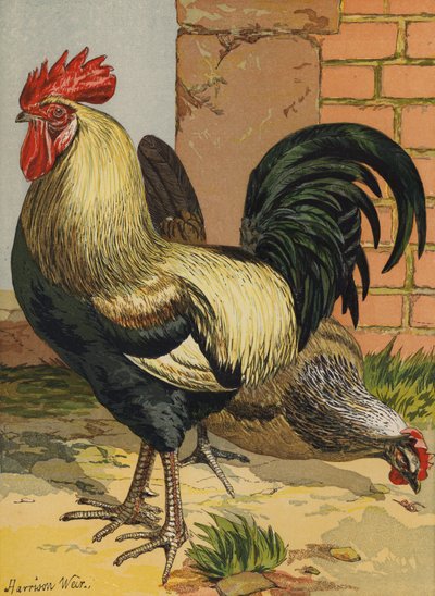 Barevní dorkingové (chromolitho) od Harrison William Weir