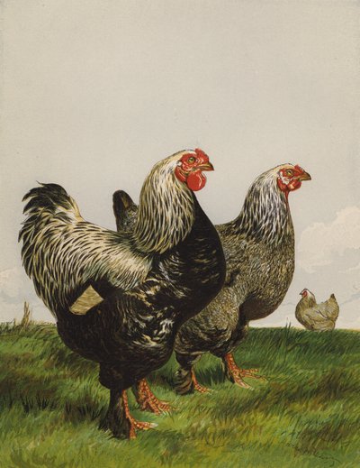 Dark Brahmas (chromolitho) od Harrison William Weir