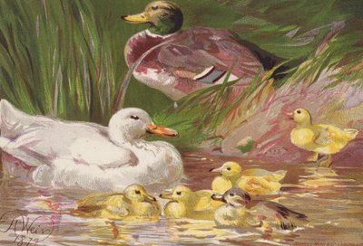 Kachny a kachňata (barevná litografie) od Harrison William Weir