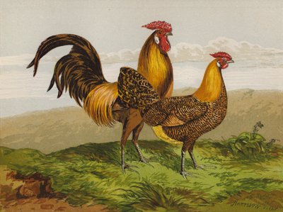 Hamburky se zlatou tužkou (chromolitho) od Harrison William Weir