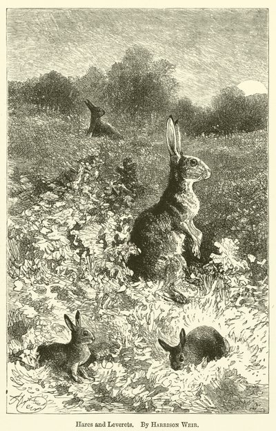 Zajíci a Leverets od Harrison William Weir