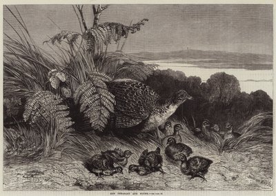 Slepice Bažant a mladý od Harrison William Weir