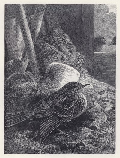Little Robin Safely Housed (rytina) od Harrison William Weir