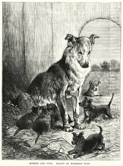 Matka a štěňata (rytina) od Harrison William Weir