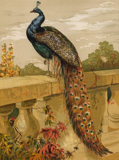 páv (chromolitho) od Harrison William Weir