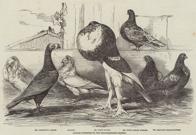 Holuby vystavené společností Philoperisteron Society od Harrison William Weir