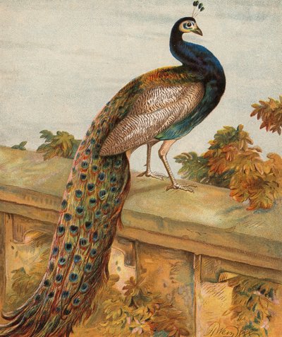 Pýcha v zahradě (barevná litografie) od Harrison William Weir
