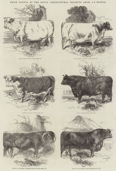 Prize Cattle na výstavě Royal Agricultural Society