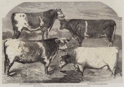 Cena Shorthorns na výstavě Royal Agricultural Society
