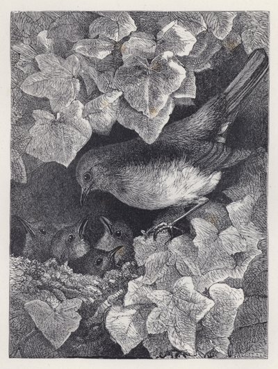 Robin Lectured by His Father (rytina) od Harrison William Weir