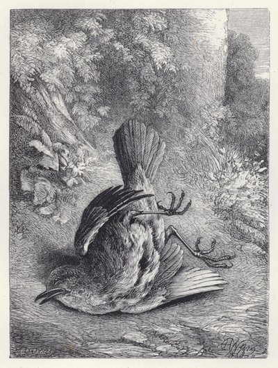 Závěsný od Harrison William Weir