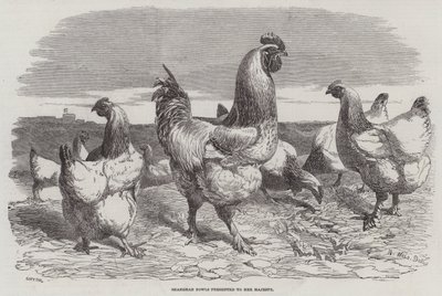 Shanghae Fowls představený Jejímu Veličenstvu od Harrison William Weir