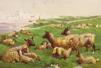 Ovce na břehu moře (barevná litografie) od Harrison William Weir