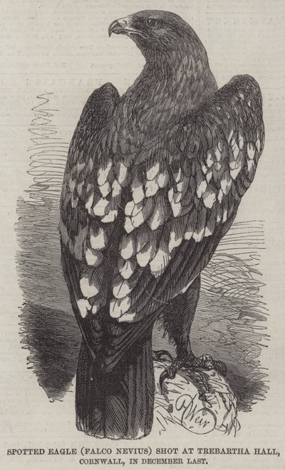 Spotted Eagle (Falco Nevius) střílel v Trebartha Hall, Cornwall, v prosinci minulého roku od Harrison William Weir