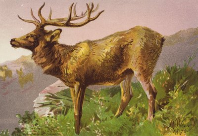 Vyplašený jelen (barevná litografie) od Harrison William Weir