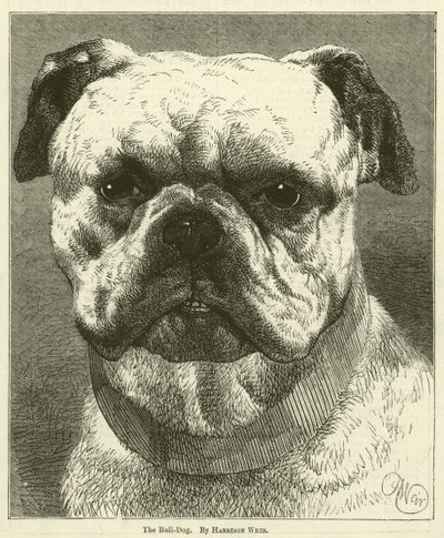 Pes Bull-Dog od Harrison William Weir