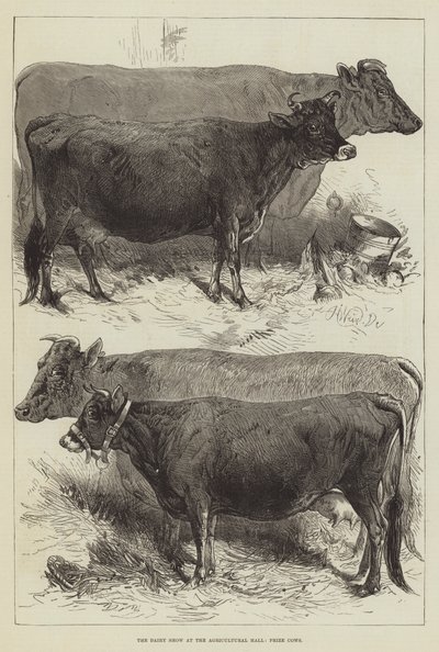 Mléčná výstava v zemědělské hale, oceněné krávy od Harrison William Weir