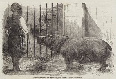 Hroší samice, v zahradě zoologické společnosti, Regent