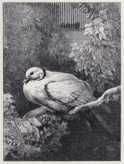 Nešťastná holubice (rytina) od Harrison William Weir