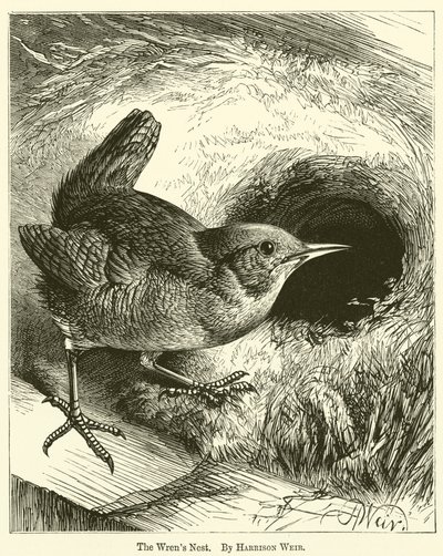 Hnízdo slepic od Harrison William Weir