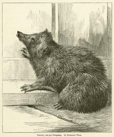 Timothy, náš domácí ježek od Harrison William Weir