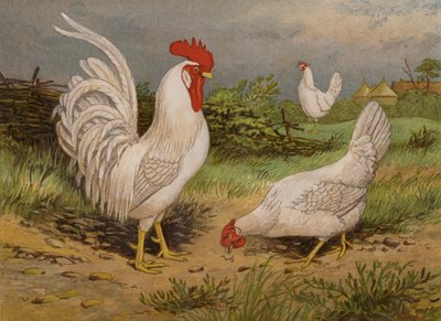 Bílé leghornky (chromolitho) od Harrison William Weir