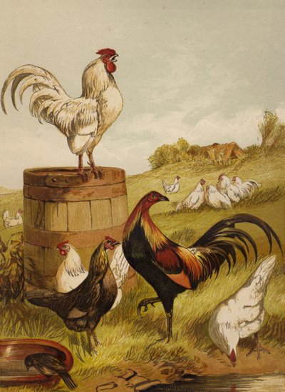 Bílé a hrací bantamy (chromolitho) od Harrison William Weir