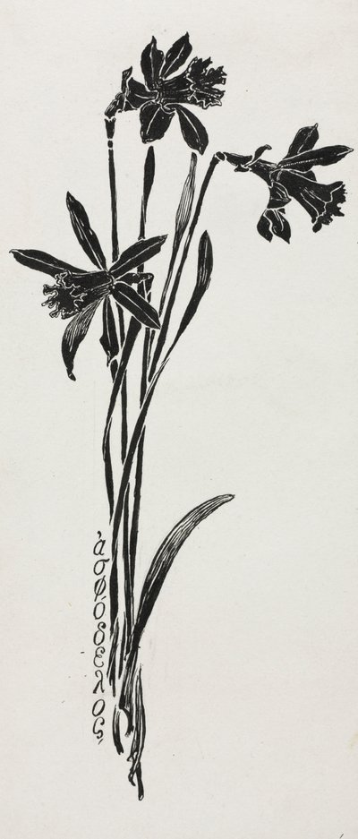 Narcisy. od Harry Fenn