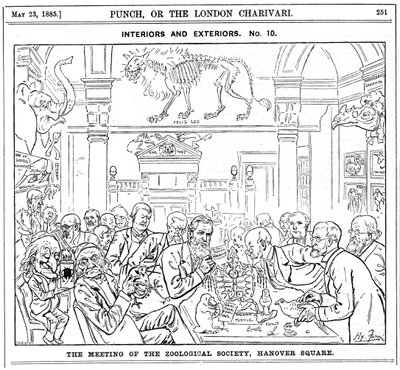 Setkání Královské zoologické společnosti, Hanover Square, Londýn, 1885 od Harry Furniss