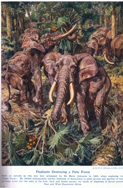 Sloni ničí palmový les, ilustrace z knihy "Wonders of Land and Sea", vydané nakladatelstvím Cassell, Londýn, 1914. od Harry Hamilton Johnston