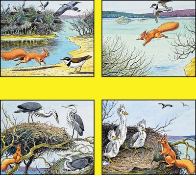 Malá zrzavá veverka od Harry M. Pettit