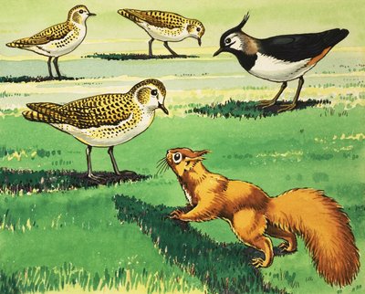 Malá zrzavá veverka od Harry M. Pettit