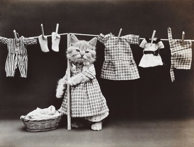 Série Kitties: 1914 (stříbrný tisk) od Harry Whittier Frees