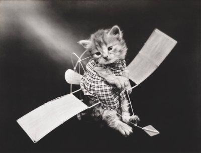 Série Kitties: 1914 (stříbrný tisk) od Harry Whittier Frees
