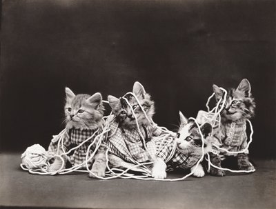 Série Kitties: 1914 (stříbrný tisk) od Harry Whittier Frees