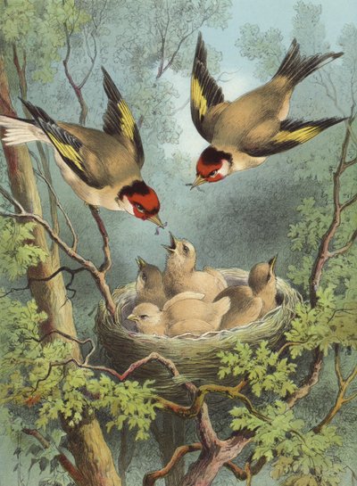 Stehlík, krmící svá mláďata (chromolitho) od Hector Giacomelli
