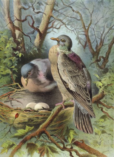 Ring Dove (chromolitho) od Hector Giacomelli