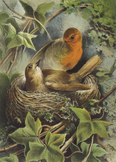 Robin a jeho hnízdo (chromolitho) od Hector Giacomelli
