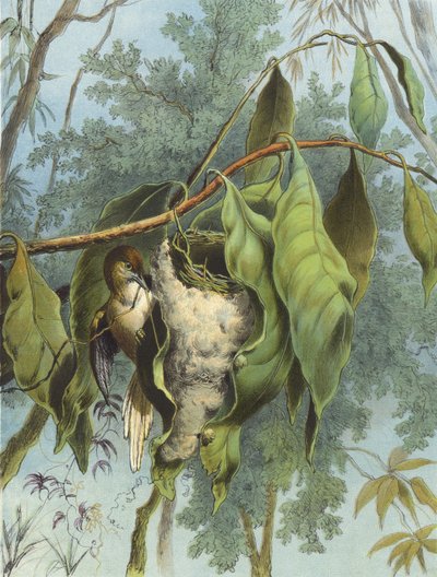 Krejčí pták (chromolitho) od Hector Giacomelli