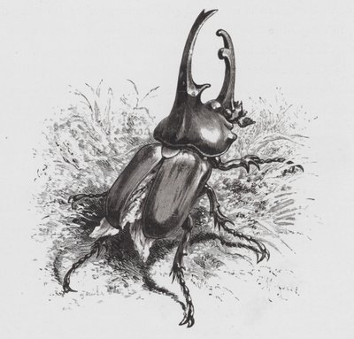 The Insect: Beetle (rytina) od Hector Giacomelli