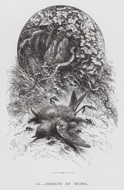 The Insect: Hmyz v práci (rytina) od Hector Giacomelli